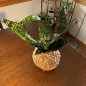 snake plant kokedama