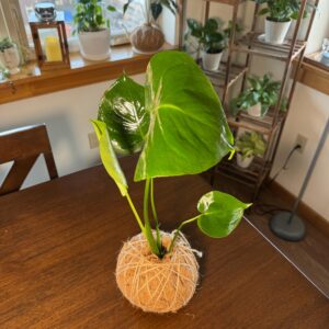 monstera kokedama