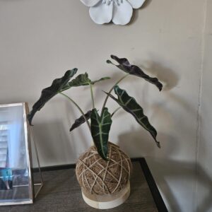 straight blade scissor